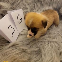 Girl 3 - Red female Pembroke Welsh Corgi puppy in Poplar, Wisconsin from Tshandra Corgis