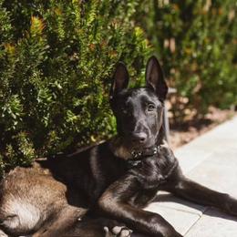 Belgian Malinois Puppies from Faubion Malinois