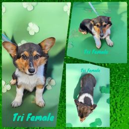 Pipers last girl from 2024 - Black and tan Pembroke Welsh Corgi puppy in Unicoi, Tennessee from Unaka Mountain Corgis