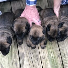 Belgian Malinois Puppies from John Redlinger