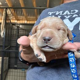 Blue - Yellow male Labrador Retriever puppy in Newton Grove, North Carolina from Wayalife Labradors & Gsp’s