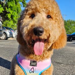 Bambi - Goldendoodle