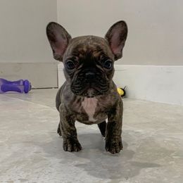 French Bulldog Puppies from FrenchBulldog_AKC