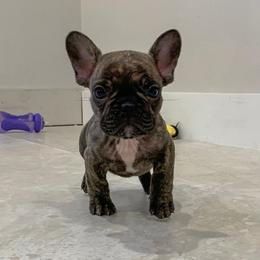 French Bulldog Puppies from FrenchBulldog_AKC