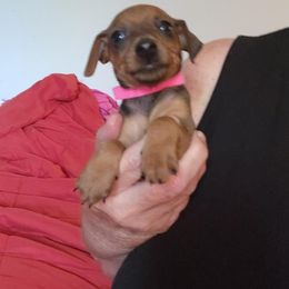 Girl 4 - female Miniature Pinscher puppy in Momence, Illinois from Rock of Ages Kennel