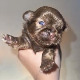 Snicker - Chocolate male Shih Tzu puppy in Azusa, California from RJ Shih Tzu lover