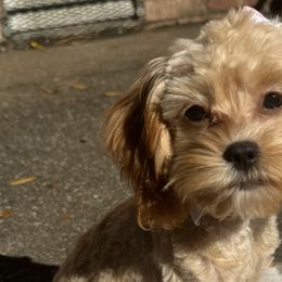 Morkies from Kay’s Cutie Poos