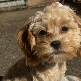 Morkies from Kay’s Cutie Poos