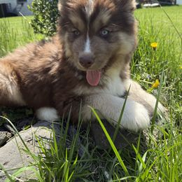 Pomsky and Siberian Husky Puppies from Osiris’s Siberians & Pomskies