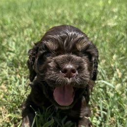 Little Blue - Brown male Cocker Spaniel puppy in Palestine, Texas from Chocolate Cocker Spaniels