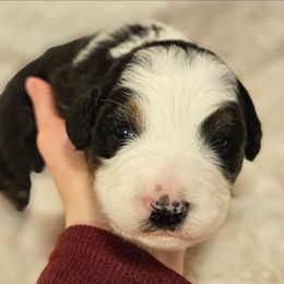 Ham - Black tri-color male Australian Shepherd puppy in Fort Wayne, Indiana from Grand Ridge Australian Shepherds
