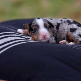 St. Charles - Merle male Bernedoodle puppy in Denham Springs, Louisiana from GimiPup Doodles