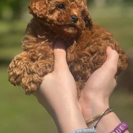 Trick - Red  male Poodle puppy in Anderson, South Carolina from Stephanie’s Signature Poodles inspired by Sherry Lynn LLC