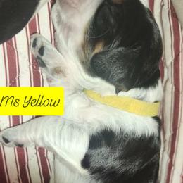 Ms Yellow - Black white and tan female English Springer Spaniel puppy in Montville, Connecticut from Hillside Springs Farm