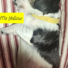 Ms Yellow - Black white and tan female English Springer Spaniel puppy in Montville, Connecticut from Hillside Springs Farm