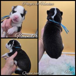 Flounder - Black and white male Siberian Husky puppy in Bloomfield, Indiana from Paiges lil huskies