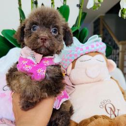 CLOVER - Cafe au lait female Maltipoo puppy in Sugar Land, Texas from Celebrity Maltipoos