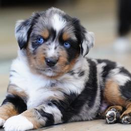 Miniature Australian Shepherd puppies from Beaver Dam Mini Aussies
