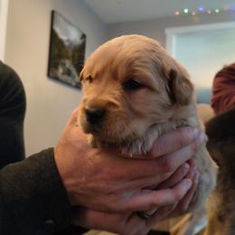 Holly (black collar) - Golden female Golden Retriever puppy in Tenino, Washington from Oak River Goldens'