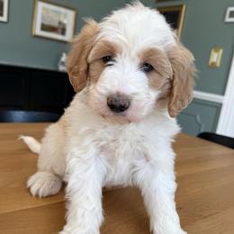 Blue collar - Parti male Goldendoodle puppy in Ridgewood, New Jersey from Jessie’s Doodles