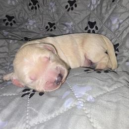 Boy 1 - Light golden male Golden Retriever puppy in Savannah, Georgia from Golden Point Retrievers