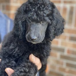 Poodle Puppies from Parapoodles