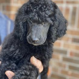 Poodle Puppies from Parapoodles