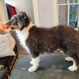Jack Jack - Black white and tan male Shetland Sheepdog puppy in Albany, New York from K&A Little Wonder's