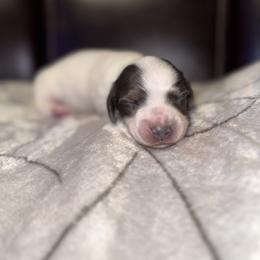 Dachshund Puppies from Sweet Peach Minis