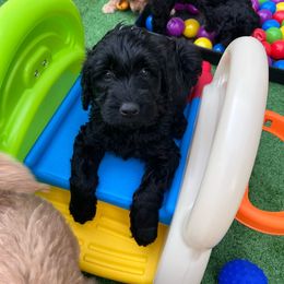 Doughnut - Black Goldendoodle puppy in Summerville, South Carolina from Pawmazing Doodles