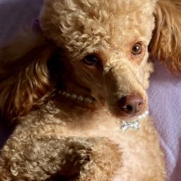Belle - Poodle