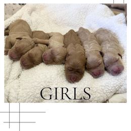Girl 2 - Dark golden female Golden Retriever puppy in Murrieta, California from Golden Haven