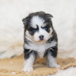 Pomsky Puppies from Hill Tribe Pomskies