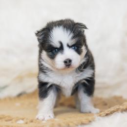 Pomsky Puppies from Hill Tribe Pomskies