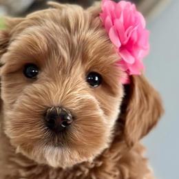 Goldendoodles and Poodles from Deerly Doodles