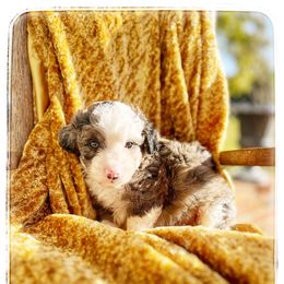 Koda - Blue merle male Aussiedoodle puppy in Louisville, Mississippi from Kristy’s Kennels