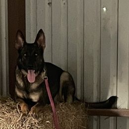 Jenny - German Shepherd