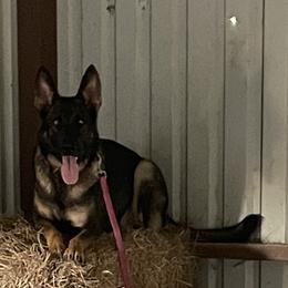Jenny - German Shepherd
