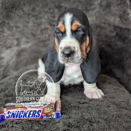 Snickers - Black brown and white female Basset Hound puppy in Talbotton, Georgia from Southern City Bassets