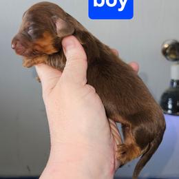 Boy 4 - Chocolate and tan male Dachshund puppy in Lansing, Michigan from Black Thunder 517 Cane Corso and Dachshunds and frenchies