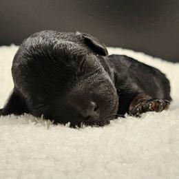 Black Phantom Boy, Djoser - Phantom male Poodle puppy in Coolidge, Arizona from Effervescent-Pooches