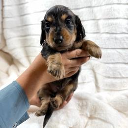 Black and tan dapple - Dapple male Dachshund puppy in Wilton, California from Ranch Raised Doxies
