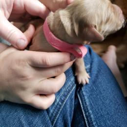 Pink girl - Golden female Golden Retriever puppy in Merino, Colorado from High Plains Goldens