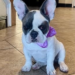 Little Missy - White female French Bulldog puppy in Perris, California from Queenbeebullies