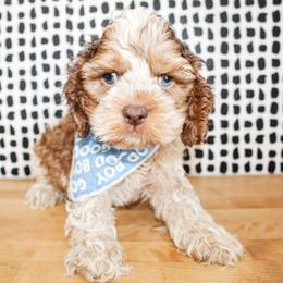 Bentley - Sable and white male Cockapoo puppy in Rattan, Oklahoma from Double M Cocker Spaniels