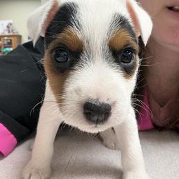 Girl 3 - Tri-color female Jack Russell Terrier puppy in Yakima County, Washington from Saddle Rock Kennels