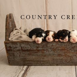 Bernedoodle Puppies from Country Creek Doodles