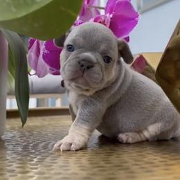 French Bulldog Puppies from @yarathefrenchie