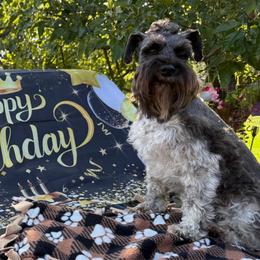 Boomer - Miniature Schnauzer