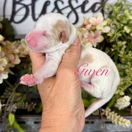Gwen - Parti female Pyredoodle puppy in Bowling Green, Ohio from FDF Pyredoodles & Bernedoodles